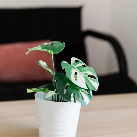 Alexandros Luxury Apartment